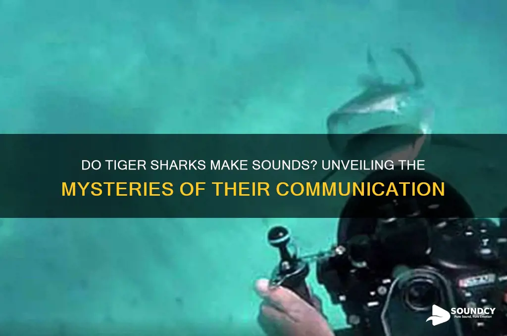 do tiger sharks make sounds