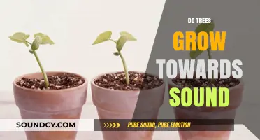 Do Trees Grow Towards Sound? Exploring the Science Behind Plant Acoustics