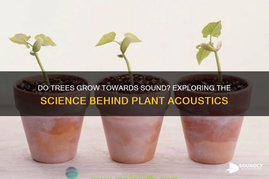 do trees grow towards sound