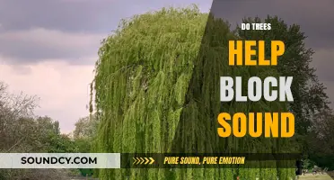 How Trees Naturally Reduce Noise Pollution in Urban and Rural Areas