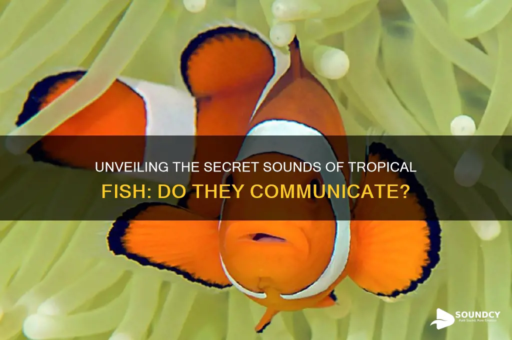do tropical fish make sounds