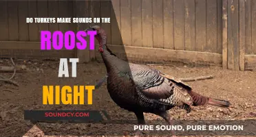 Do Turkeys Make Sounds on the Roost at Night?