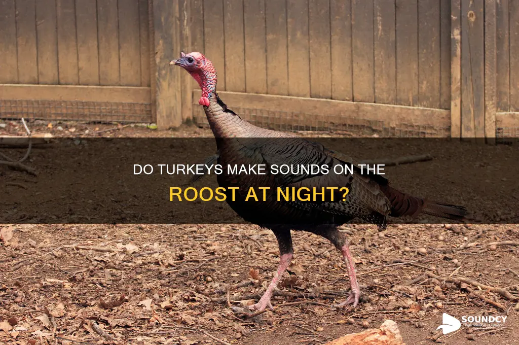 do turkeys make sounds on the roost at night