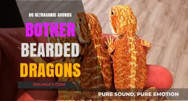 Ultrasonic Sounds: Are Bearded Dragons Unaffected?