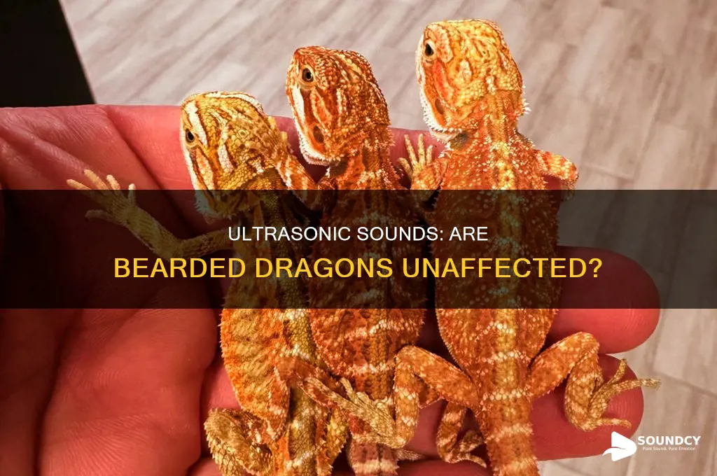 do ultrasonic sounds bother bearded dragons