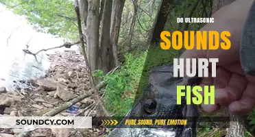 Do Ultrasonic Sounds Harm Fish? Exploring the Impact on Aquatic Life