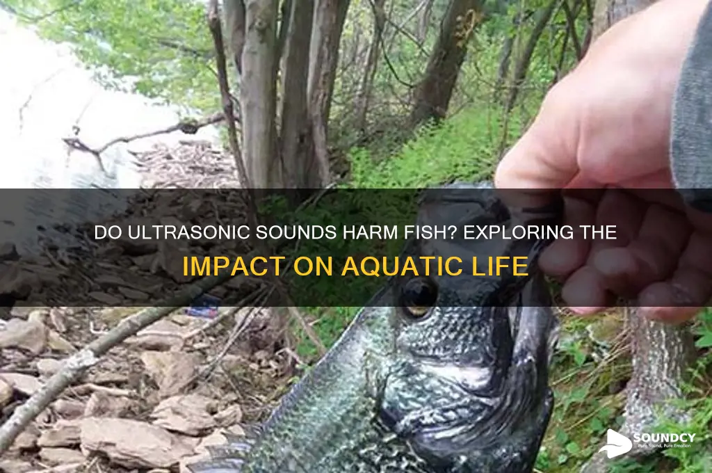 do ultrasonic sounds hurt fish