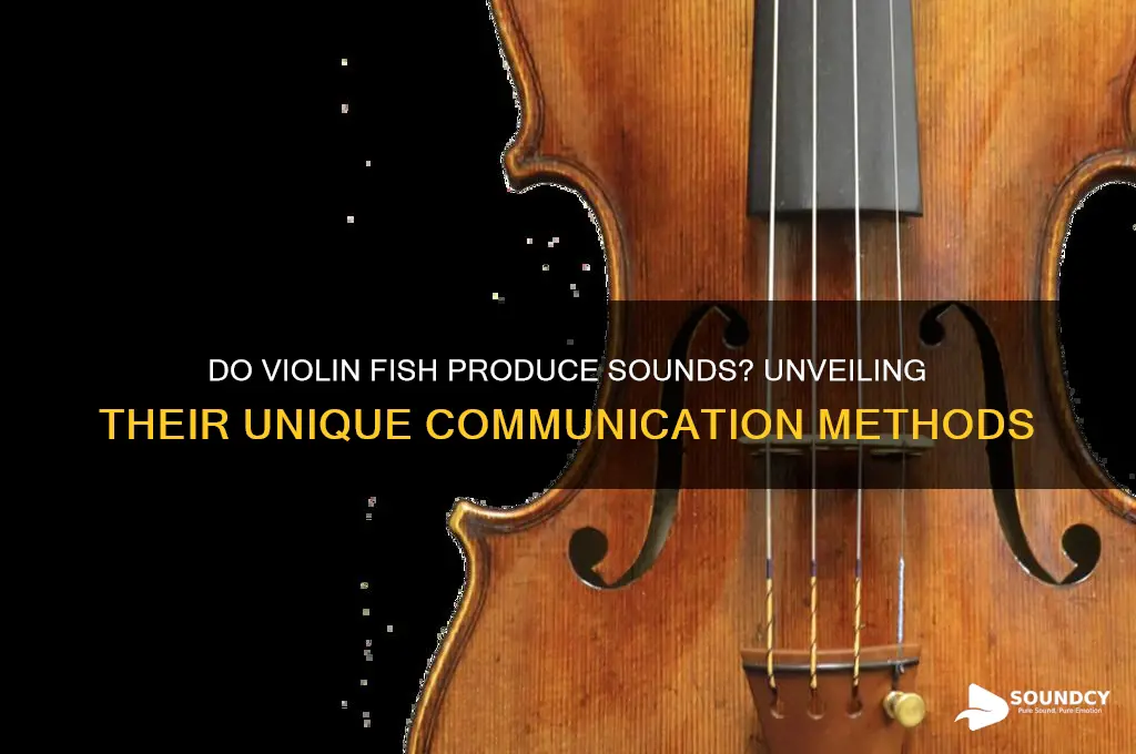do violin fish make sound