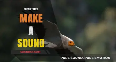 Do Vultures Make Sounds? Unveiling the Truth About Their Vocalizations