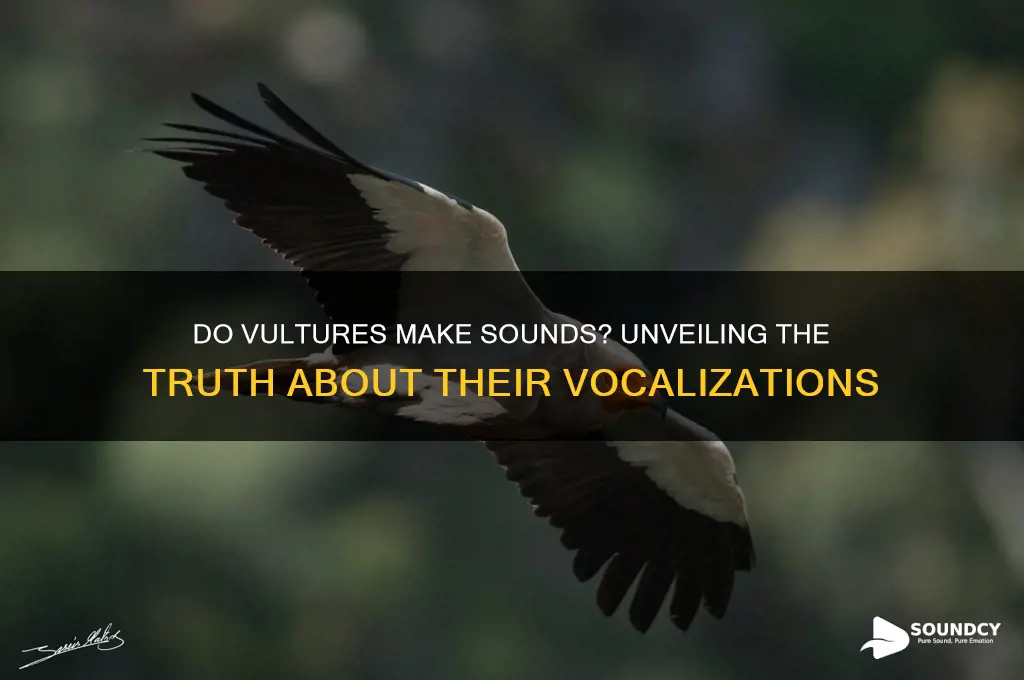 do vultures make a sound