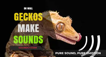 Do Wall Geckos Make Sounds? Exploring Their Vocal Abilities