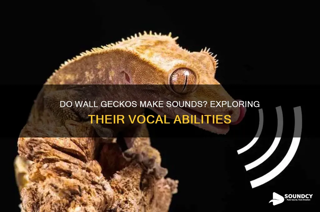 do wall geckos make sounds