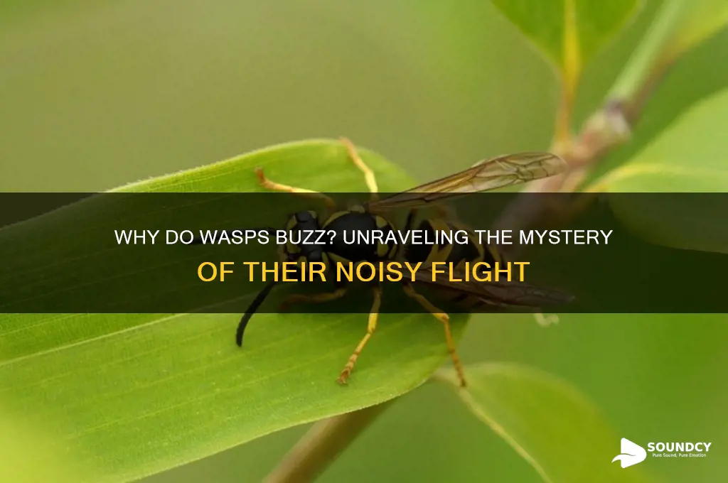 do wasps make buzzing sound