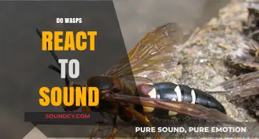 Do Wasps React to Sound? Exploring Their Sensitivity to Noise