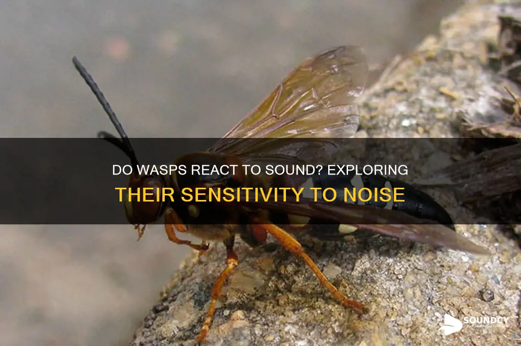 do wasps react to sound