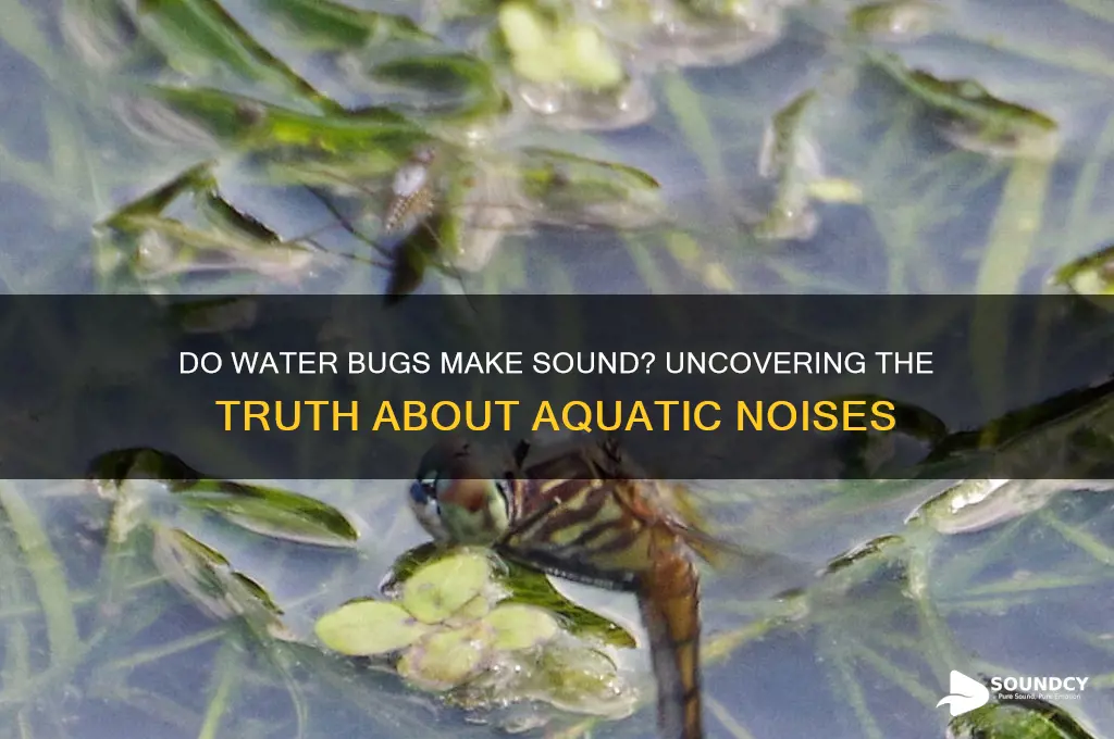do water bugs make sound