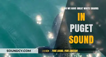 Great White Sharks in Puget Sound: Myth or Reality?