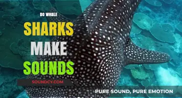 Do Whale Sharks Make Sounds? Unveiling the Mysteries of Their Communication