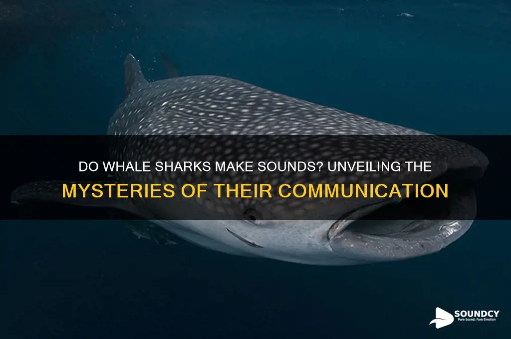 do whale sharks make sounds