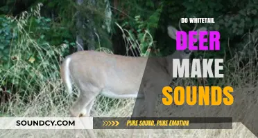 Unveiling Whitetail Deer Vocalizations: Sounds, Communication, and Behavior Explained