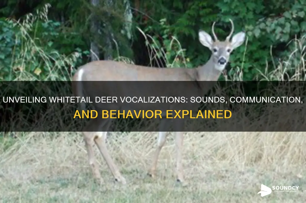 do whitetail deer make sounds