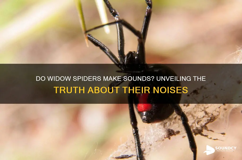 do widow spiders make sounds
