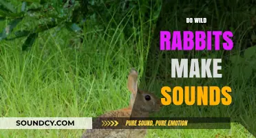 Do Wild Rabbits Make Sounds? Unveiling Their Vocal Communication