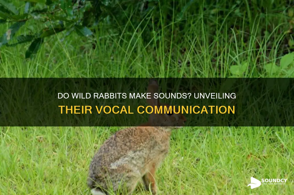 do wild rabbits make sounds