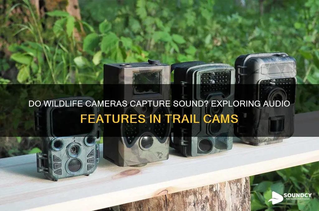 do wildlife cameras have sound