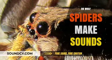 Do Wolf Spiders Make Sounds? Unveiling Their Silent Hunting Strategies