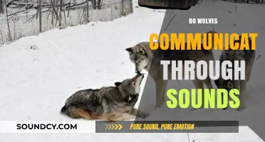 How Wolves Use Vocalizations to Communicate in the Wild