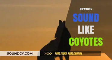 Howling Differences: Do Wolves Sound Like Coyotes? A Comparative Analysis