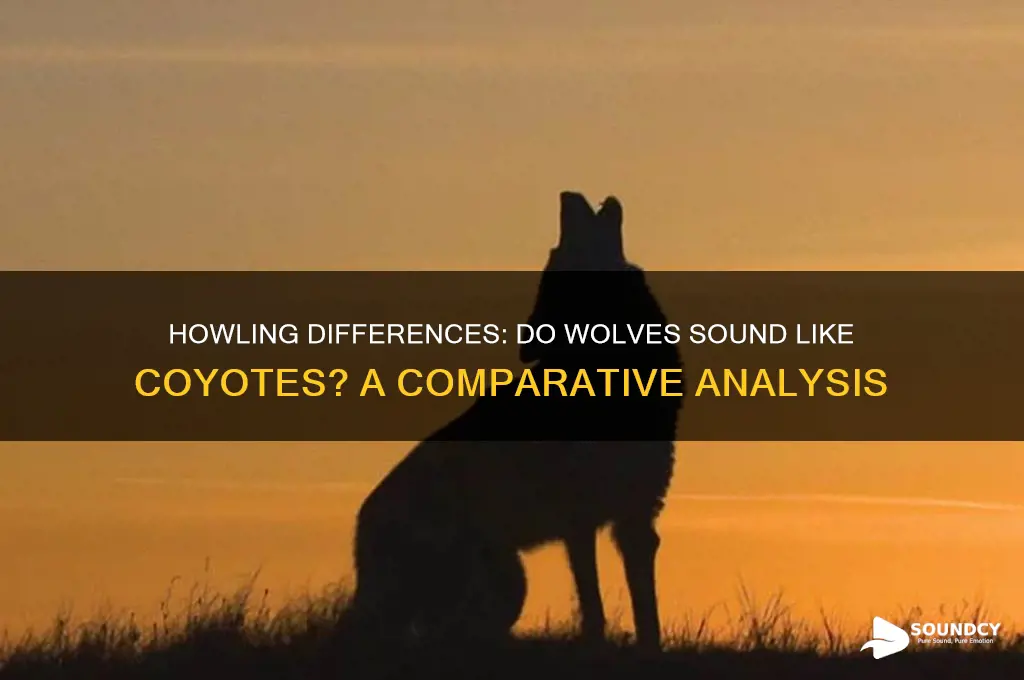 do wolves sound like coyotes