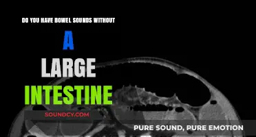 Can Bowel Sounds Occur Without a Large Intestine? Exploring Digestive Health