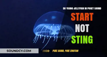 Do Young Puget Sound Jellyfish Start Life Without a Sting?