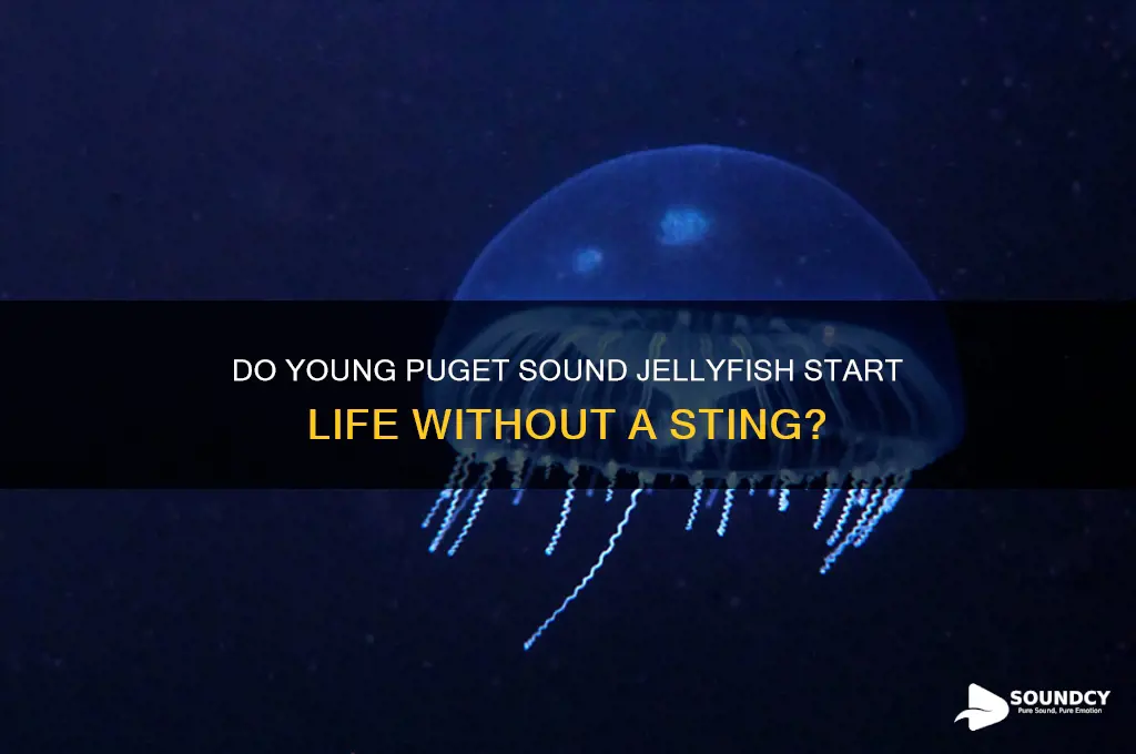 do young jellyfish in puget sound start not sting