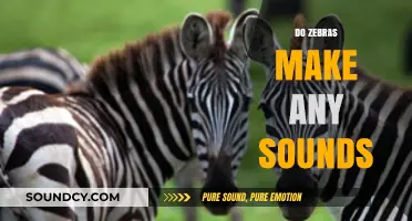 Unveiling the Mystery: What Sounds Do Zebras Actually Make?