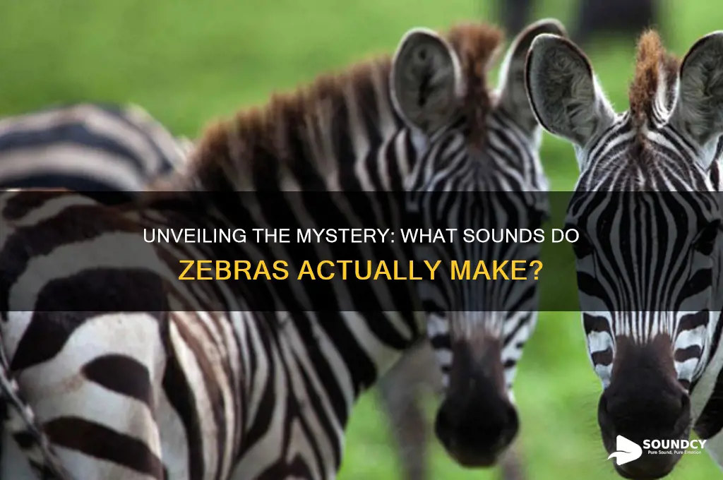 do zebras make any sounds