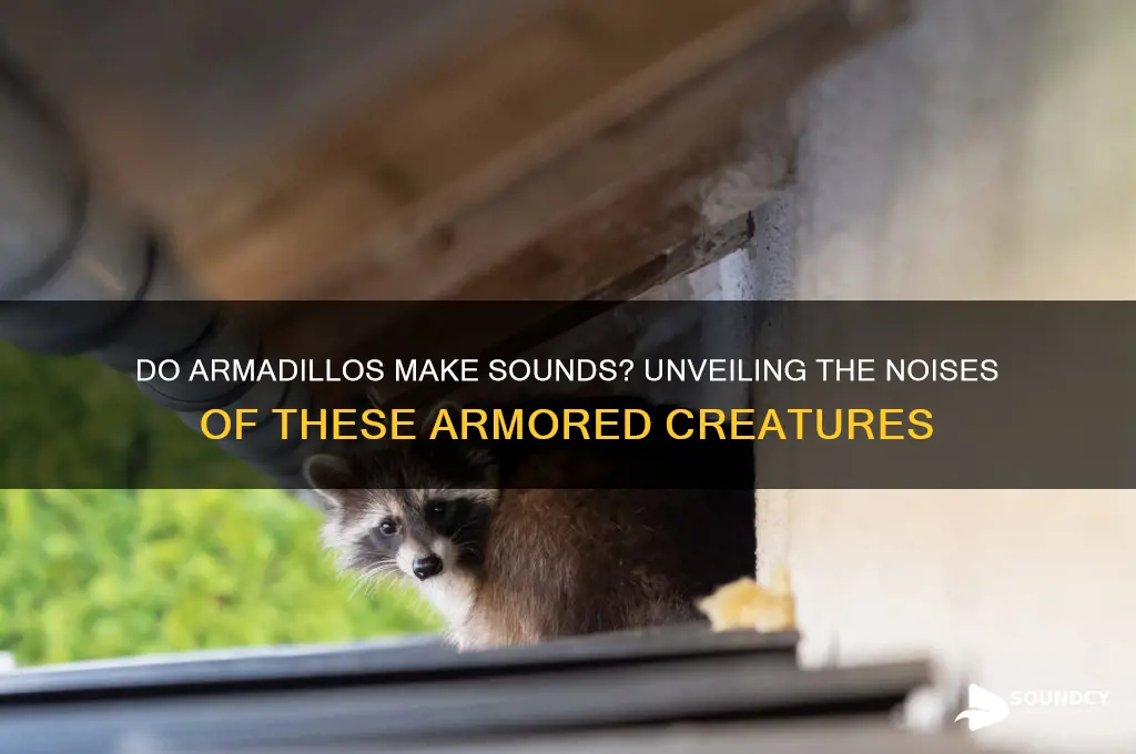 does a armadillo make sounds