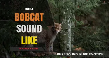 Unveiling the Unique Vocalizations: What Does a Bobcat Sound Like?
