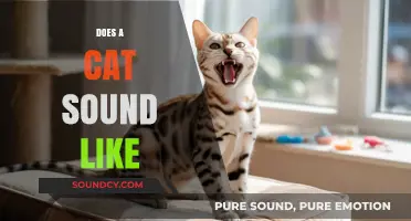 What Does a Cat Sound Like? Exploring Feline Vocalizations and Meanings