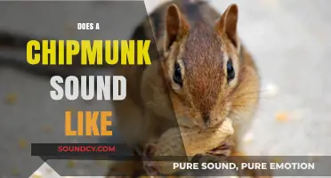 What Does a Chipmunk Sound Like? Exploring Their Unique Vocalizations