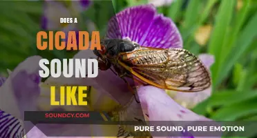 Unraveling the Unique Buzz: What Does a Cicada Sound Like?
