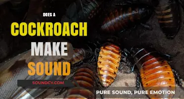 Do Cockroaches Make Sounds? Uncovering the Truth About Their Noises