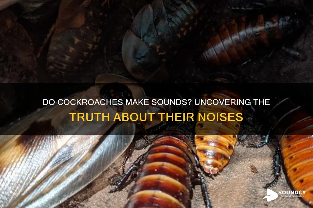 does a cockroach make sound