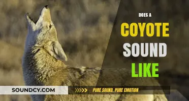 Unraveling the Mystery: What Does a Coyote Sound Like?