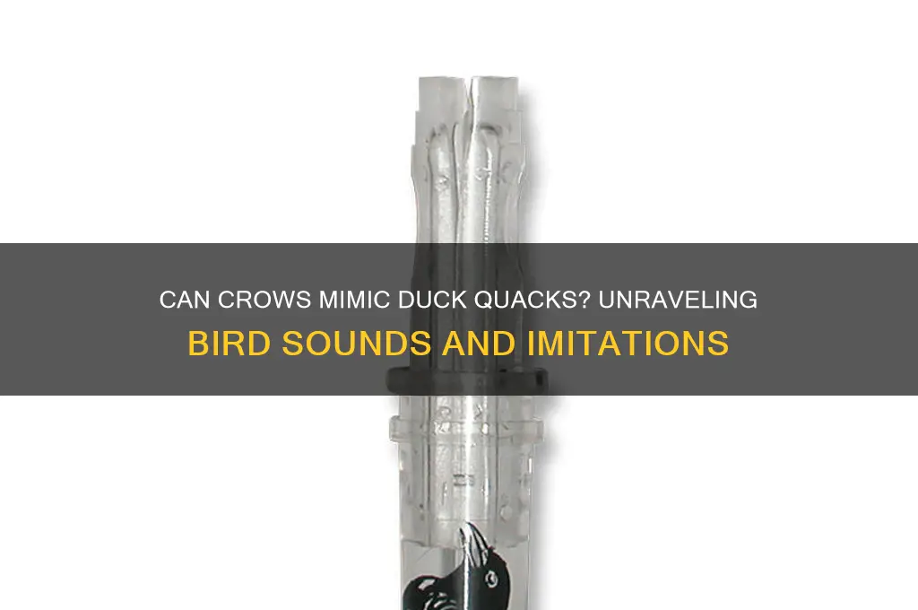 does a crow sometime sound like a duck quack