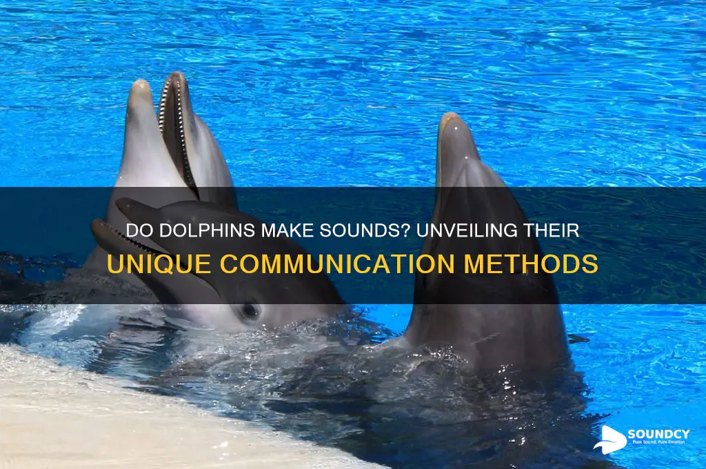 does a dolphin make sound