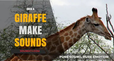 Unveiling the Mystery: Do Giraffes Communicate with Sounds?