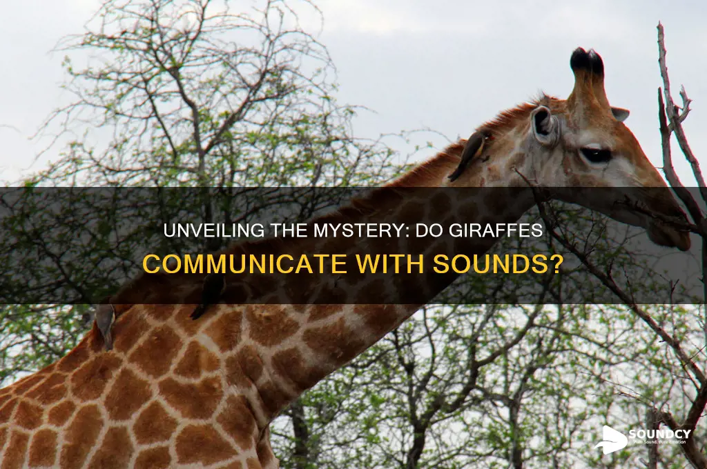 does a giraffe make sounds
